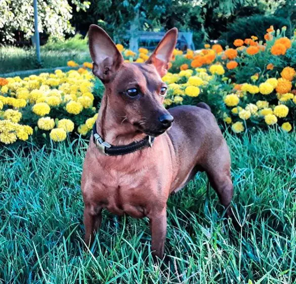 A Miniature Pinscher standing on the grass with a field of flowers behind him