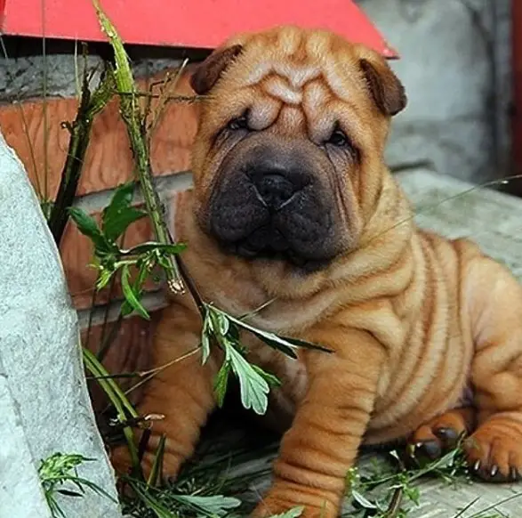 Shar Pei puppy sitting on the floor with plants