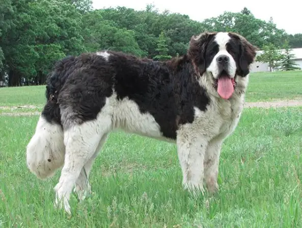 A black and white St. Bernard Dog standing in the field of grass