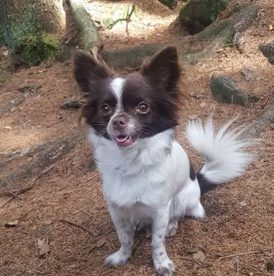 Chihuahua sitting on the ground in the forest