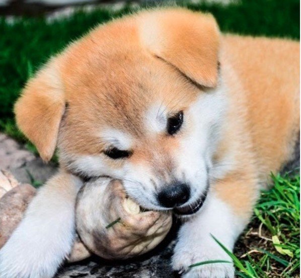 An Akita Inu puppy lying on the grass while biting something
