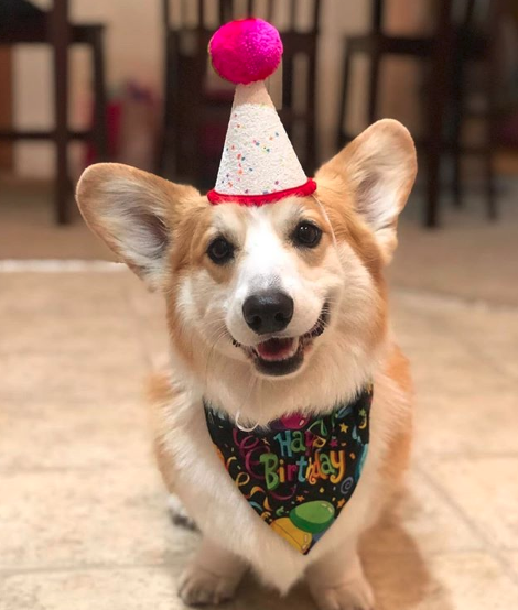 A Corgi wearing birthday cone and scarf while sitting on the floor and smiling
