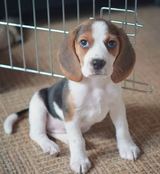 Beagle puppy sitting on the floor