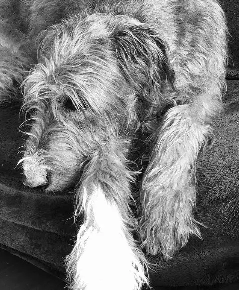 A black and white photo of a Irish Wolfhound lying on the couch