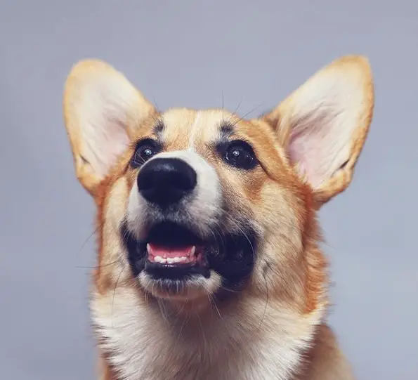 happy and looking up face of a Corgi in a gray background