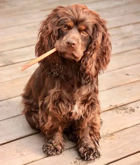 A Boykin Spaniel sitting on the wooden floor with a stick in its mouth and with its grumpy face