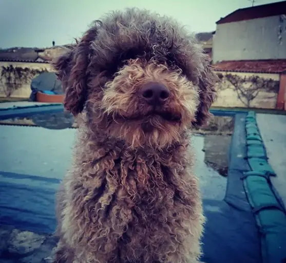 A Lagotto Romagnolo sitting by the pool