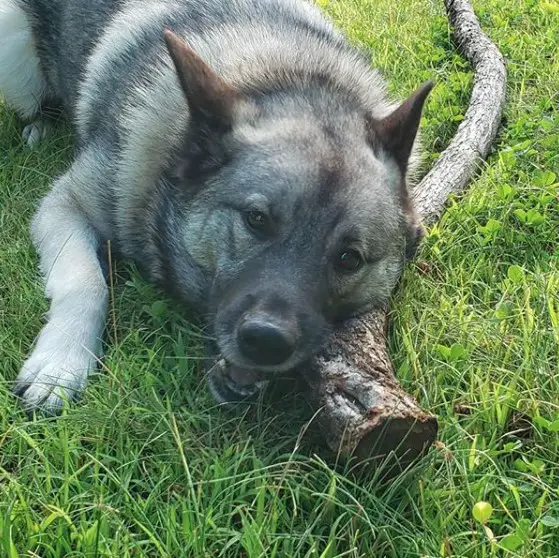 A Norwegian Elkhound Dog lying on the grass while biting a large branch