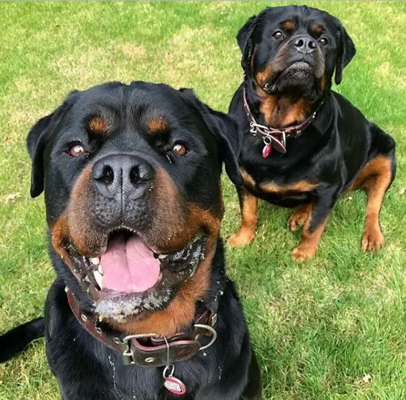 two Rottweilers sitting on the green grass