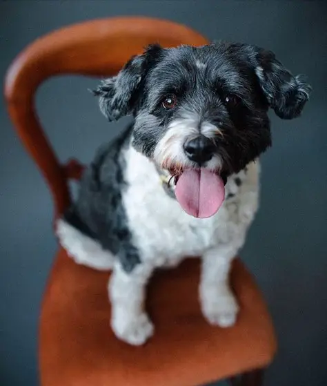 A black and white Tibetan Terrier sitting on top of the chair while smiling with its tongue out