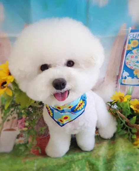 Bichon Frise wearing blue scarf with yellow flower prints standing on top of the table with flower with plants