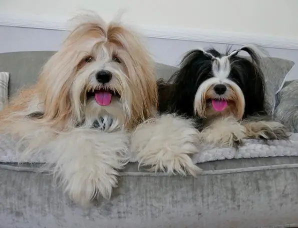two Tibetan Terrier lying on the couch while smiling with their tongues out