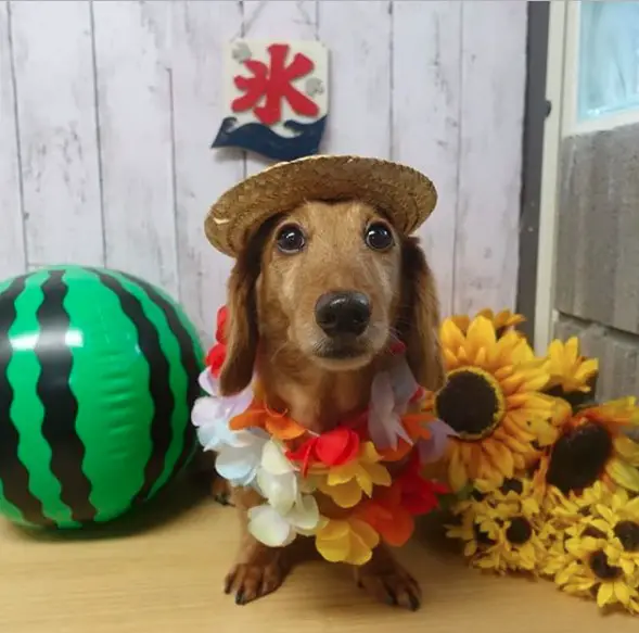 Dachshund wearing floral necklace and a cute rattan hat with flowers and watermelon balloon background