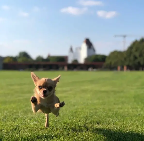 Chihuahua running in the field of green grass