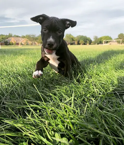 A Boxer puppy jumping in the field of grass