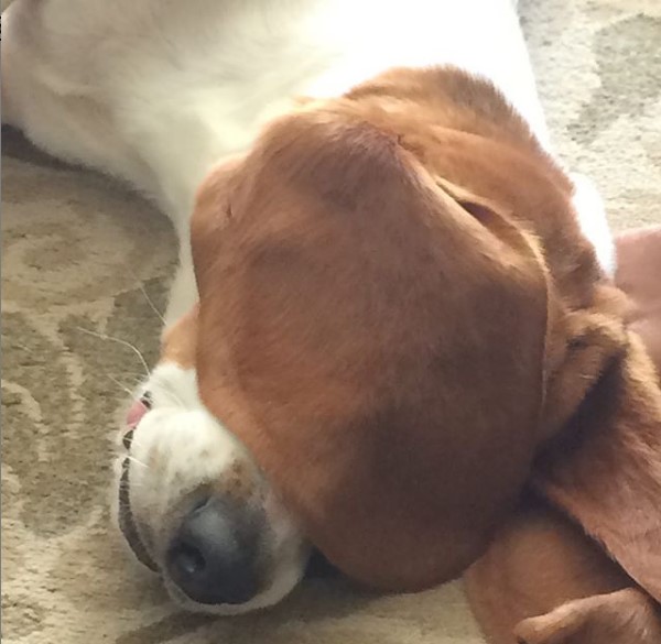 Basset Hound lying on the floor with its ears covering its eyes