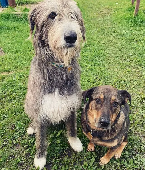 An Irish Wolfhound sitting on the grass next to another dog