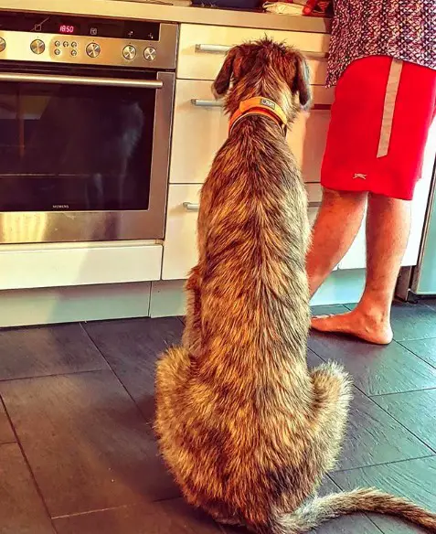 An Irish Wolfhound sitting on the floor while waiting for its food being prepared by a man