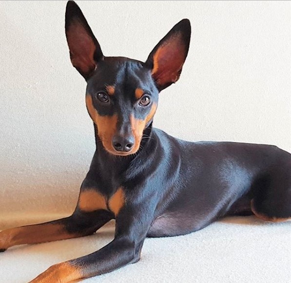 A Miniature Pinscher lying on the floor