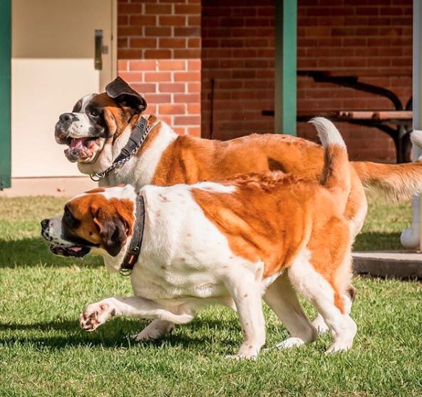 two St. Bernard Dogs running in the yard