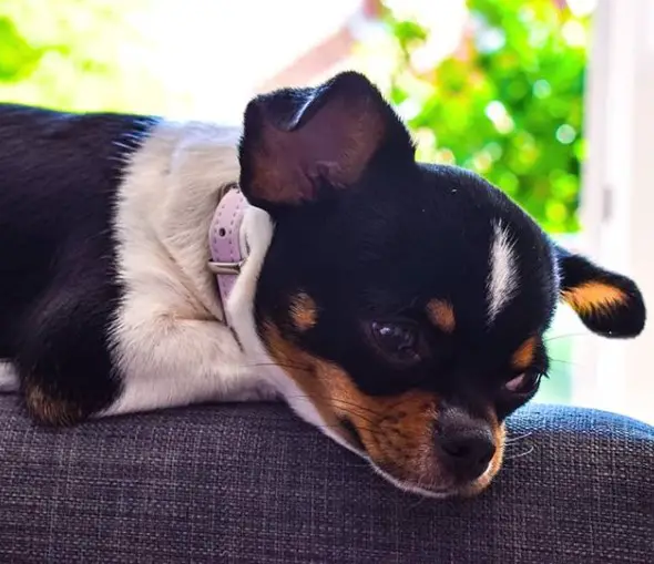 Chihuahua lying on top of the couch with its head resting on top of its paws