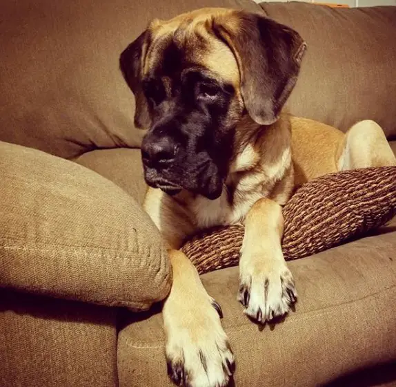 A Mastiff lying down on the couch