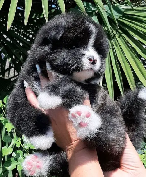 a black and white Akita Inu puppy being held up by a woman against the green leaves