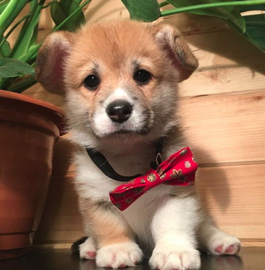 A Corgi puppy sitting on top of the table next to the potted plant