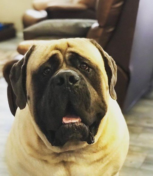 A Mastiff sitting on the floor with its begging face