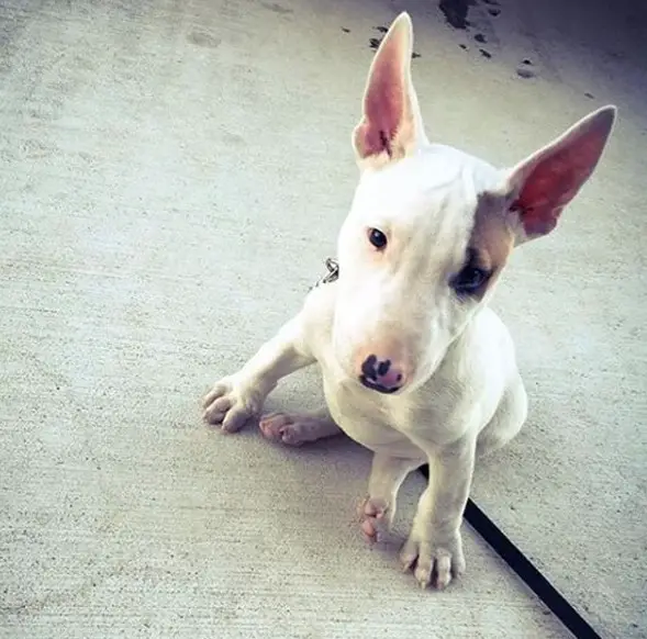 A Bull Terrier Puppy sitting on the floor