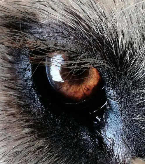 close up photo of the eyes of an Irish Wolfhound