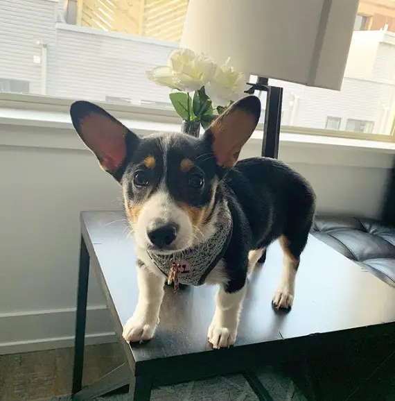 Corgi standing on top of the table next to the window