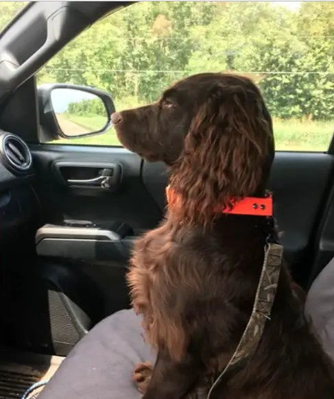A Boykin Spaniel sitting in the passenger seat while seriously looking at the road in front of him