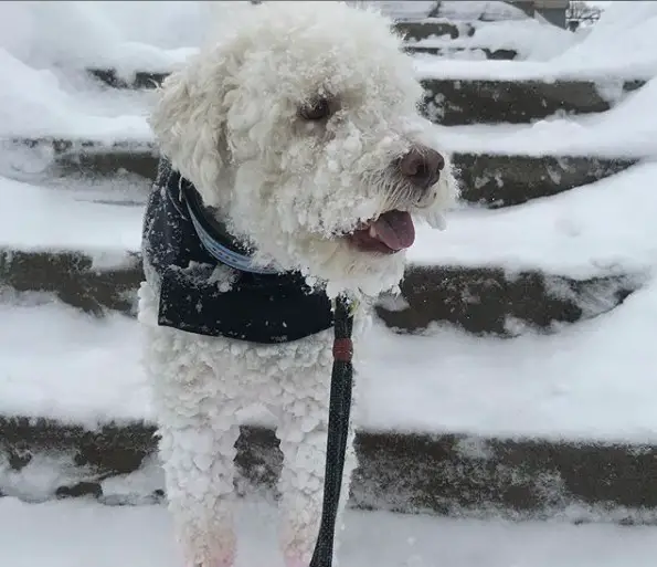 A Lagotto Romagnolo standing on the stairs outdoors in winter