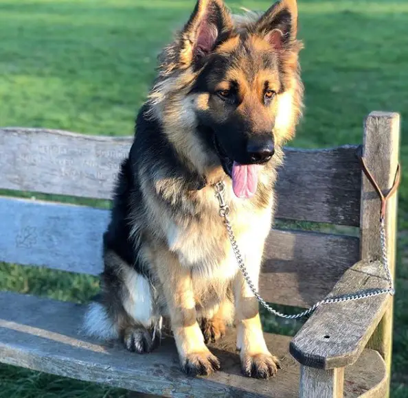 A German Shepherd sitting on the bench at the park