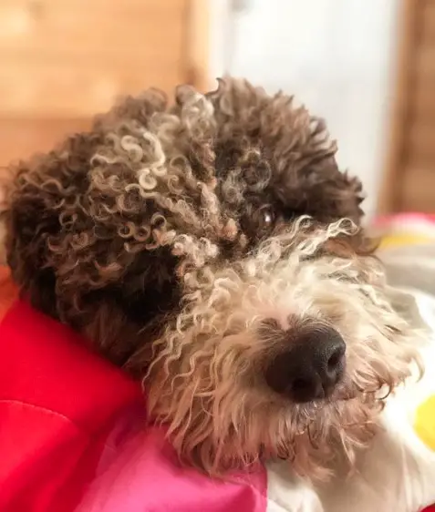 A Lagotto Romagnolo lying down on the couch