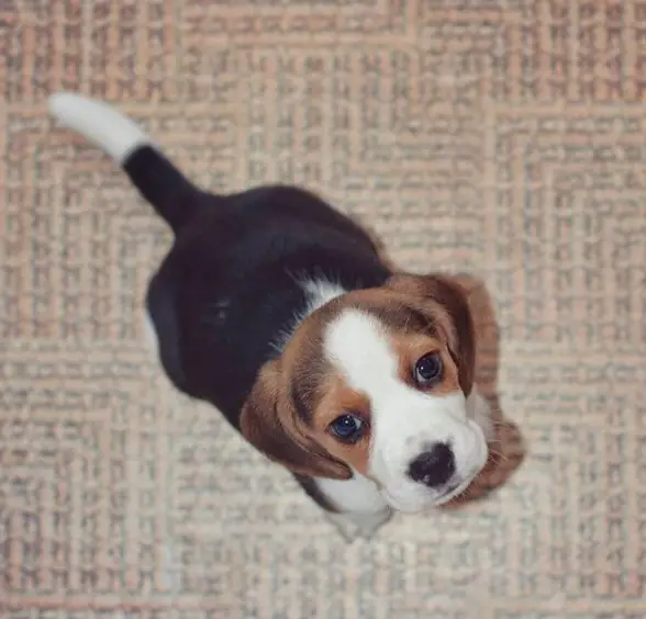 Beagle sitting on the floor with its begging face