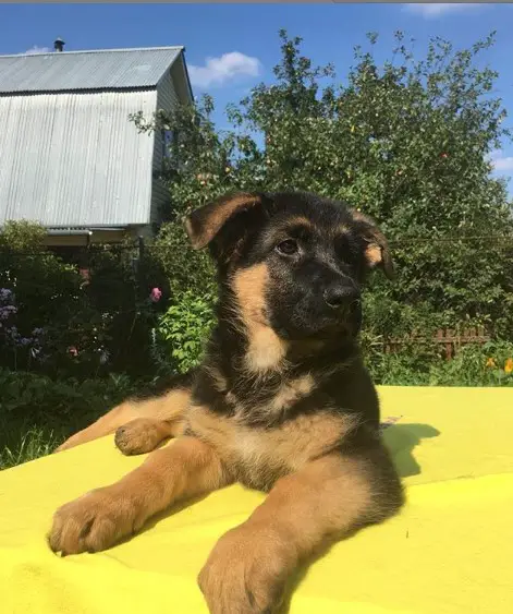 A German Shepherd puppy lying on top of its bed in the garden under the sun