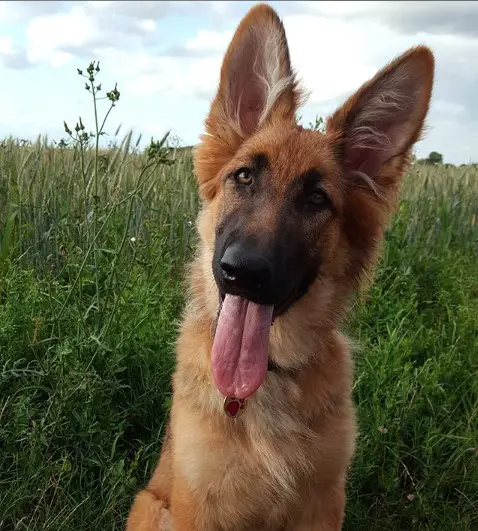 German Shepherd Puppy sitting on the grass with its tongue out