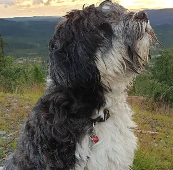 A Tibetan Terrier sitting in the mountain while smelling the air
