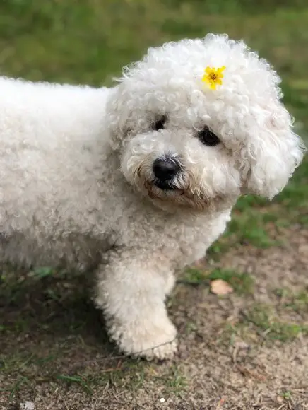 Bichon Frise standing on the ground with a tiny yellow flower on top of its head