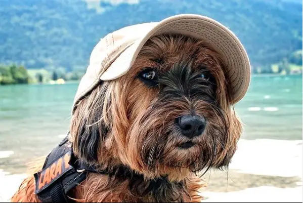 A Tibetan Terrier wearing a hat and life jacket while sitting by the beach
