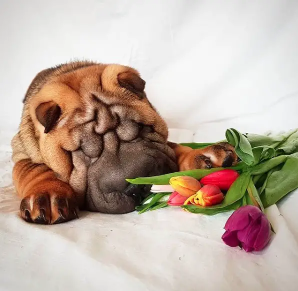 Shar Pei sleeping on the bed with tulip flowers