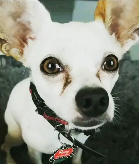 Chihuahua sitting on the carpet with its begging face