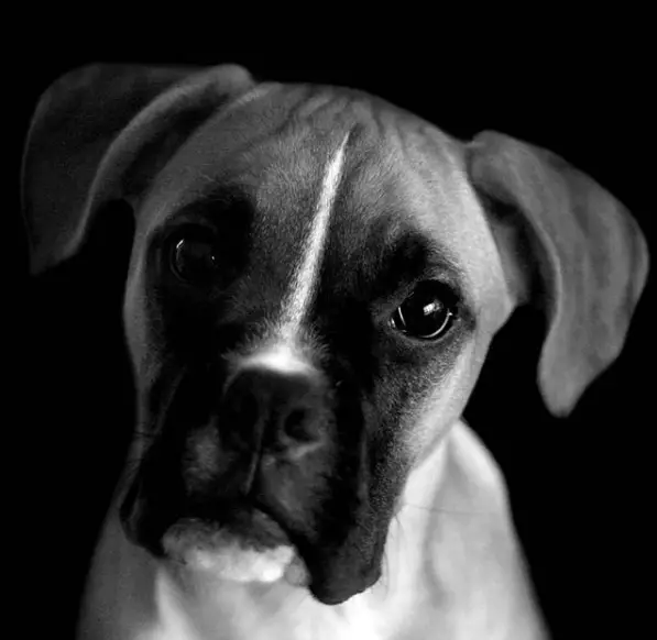 A black and white photo of a Boxer with its begging face