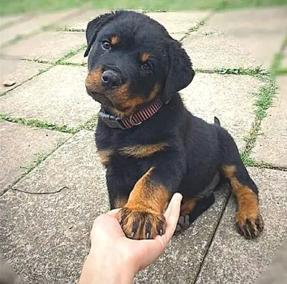 Rottweiler puppy sitting on the pavement while giving a paw