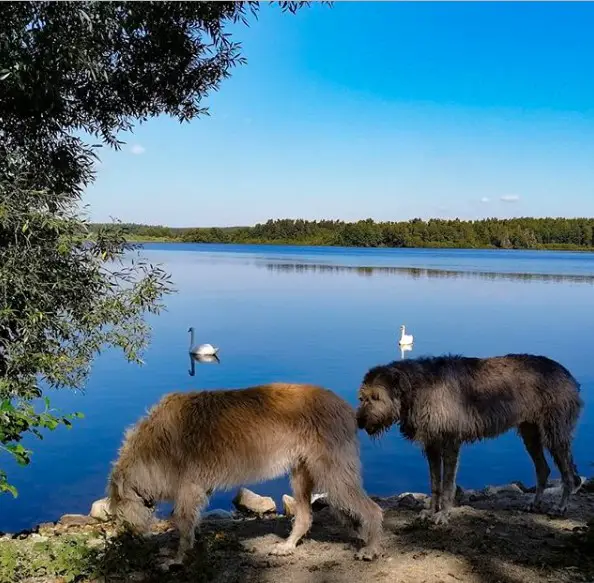 two Irish Wolfhound walking by the lake