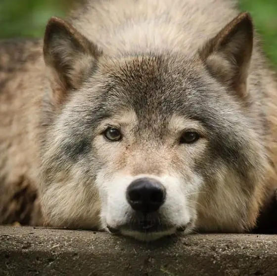 A Wolf lying down on the pavement