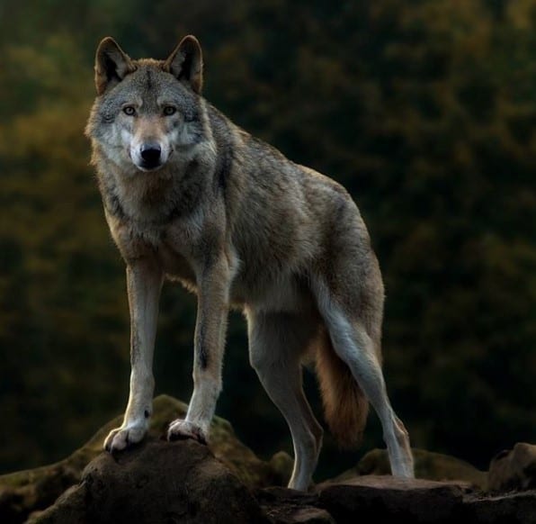 A Wolf standing on top of the rocks while staring