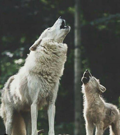 adult and puppy Wolves howling in the forest